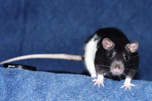 Як приборкувати щур Як приборкувати щур